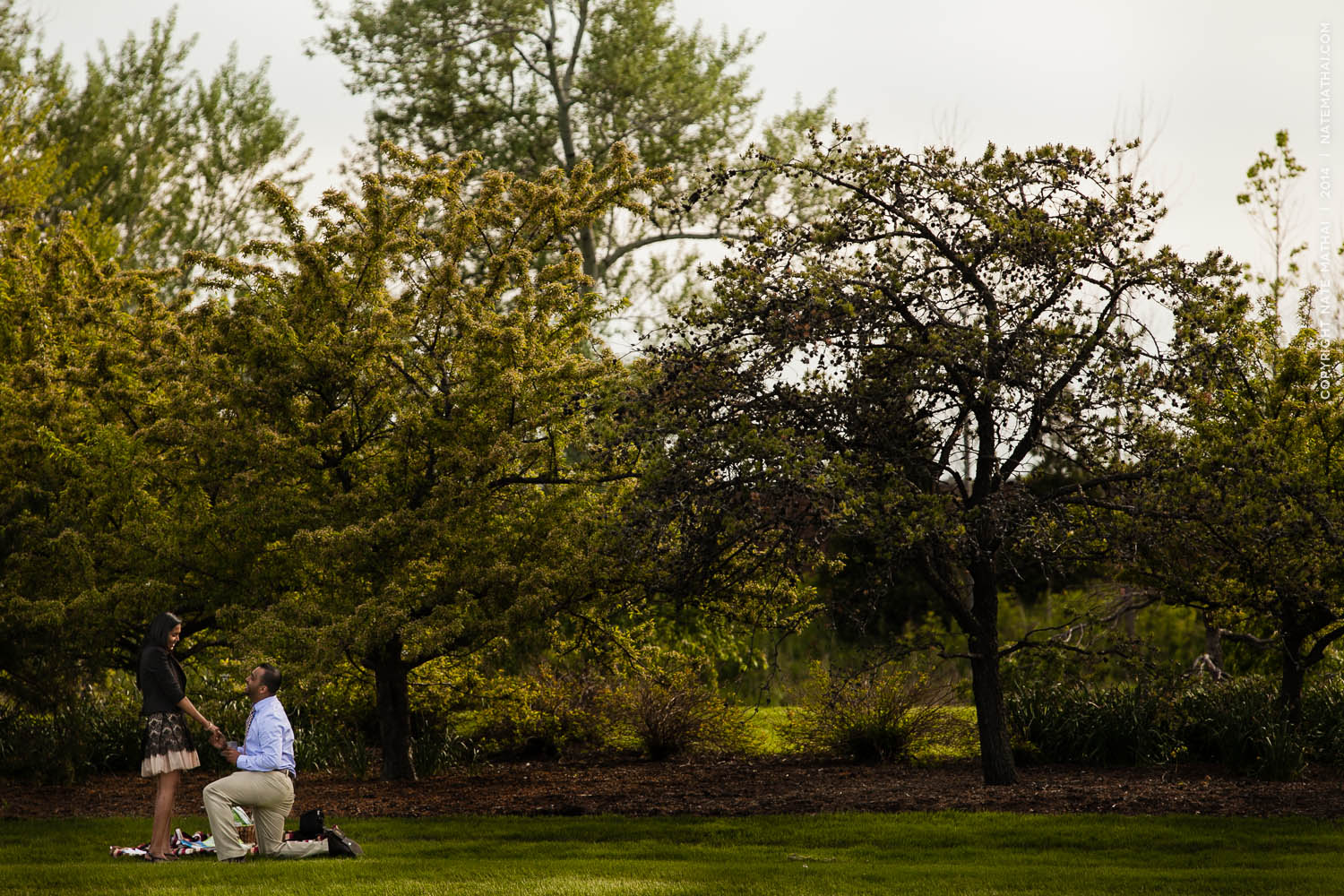 top image for Nisha + Roji’s Botanic Gardens Proposal Teasers by chicago wedding photographer nate mathai